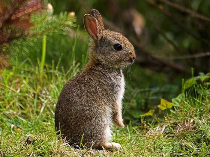 Cute Rabbits (40 pics)