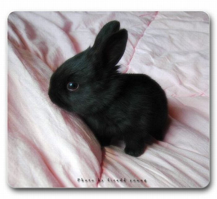 Cute Rabbits (40 pics)
