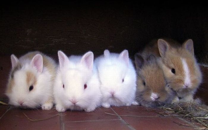Cute Rabbits (40 pics)