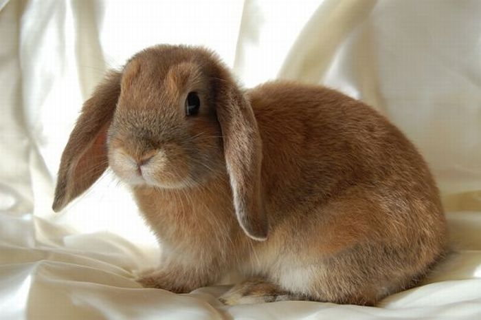 Cute Rabbits (40 pics)