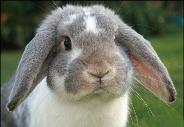 Cute Rabbits (40 pics)