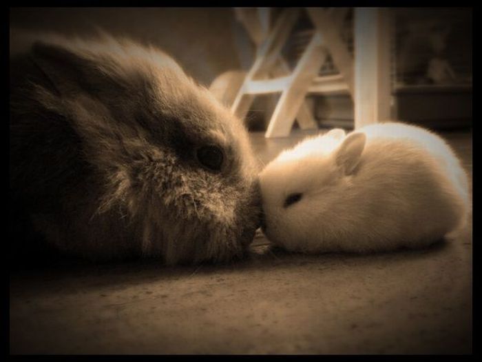 Cute Rabbits (40 pics)