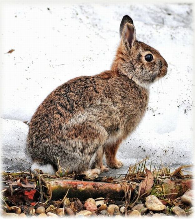 Cute Rabbits (40 pics)