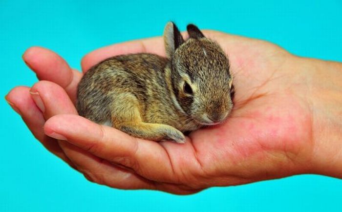 Cute Rabbits (40 pics)