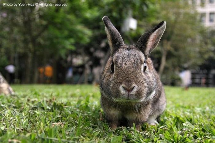 Cute Rabbits (40 pics)