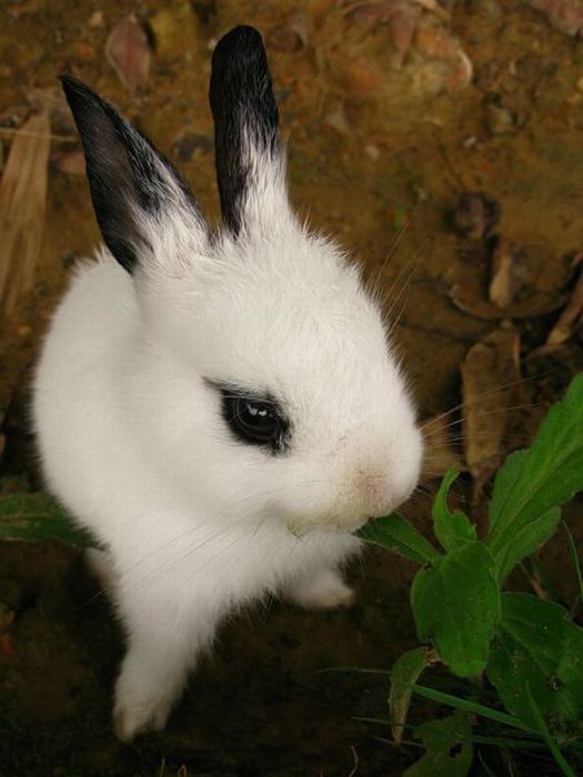 Cute Rabbits (40 pics)