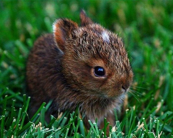 Cute Rabbits (40 pics)