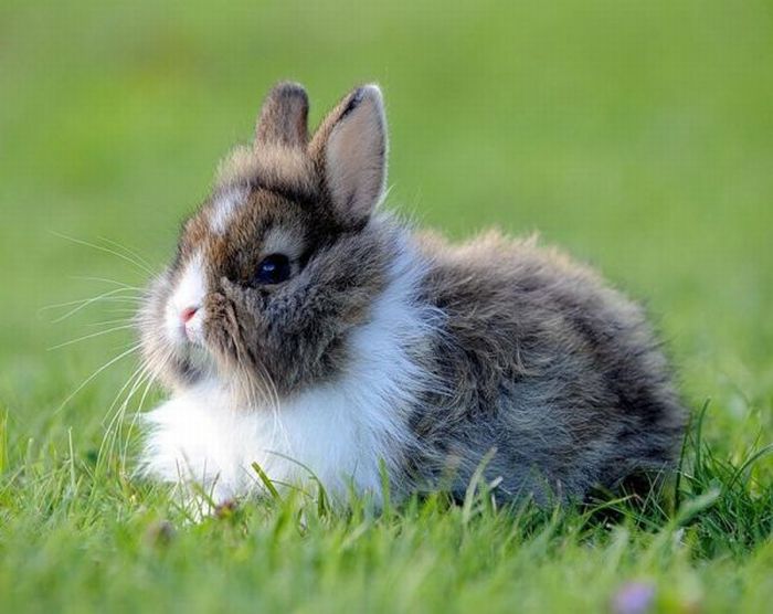 Cute Rabbits (40 pics)