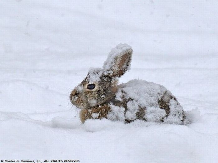 Cute Rabbits (40 pics)