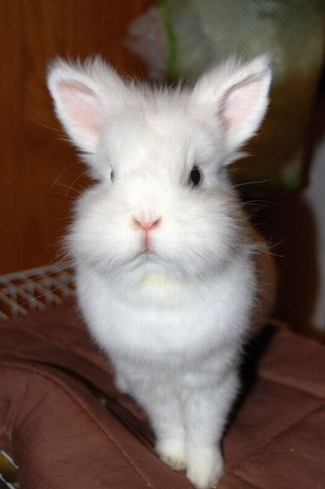 Cute Rabbits (40 pics)