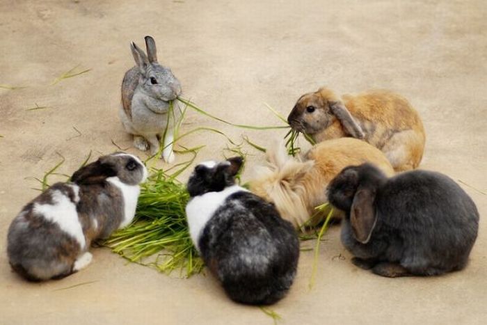 Cute Rabbits (40 pics)