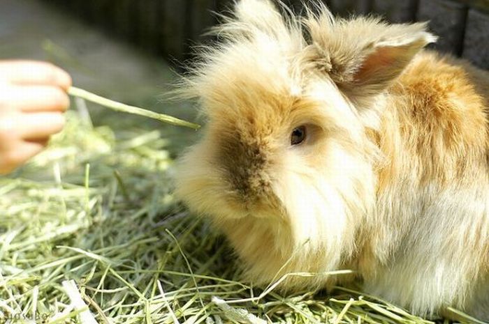 Cute Rabbits (40 pics)