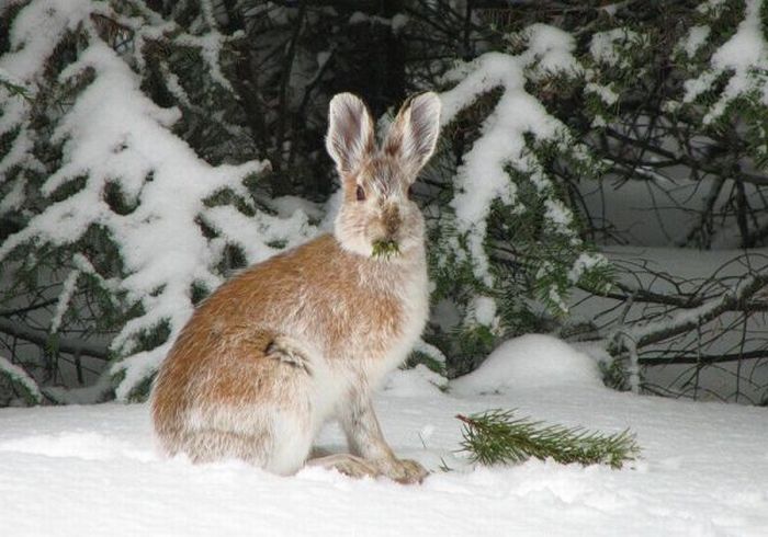 Cute Rabbits (40 pics)