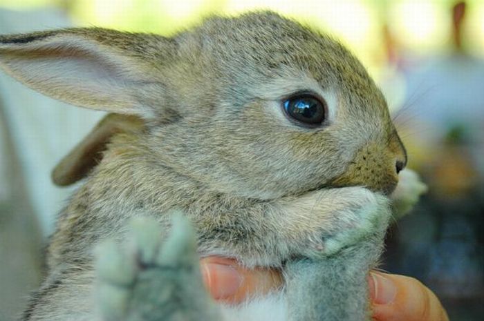 Cute Rabbits (40 pics)