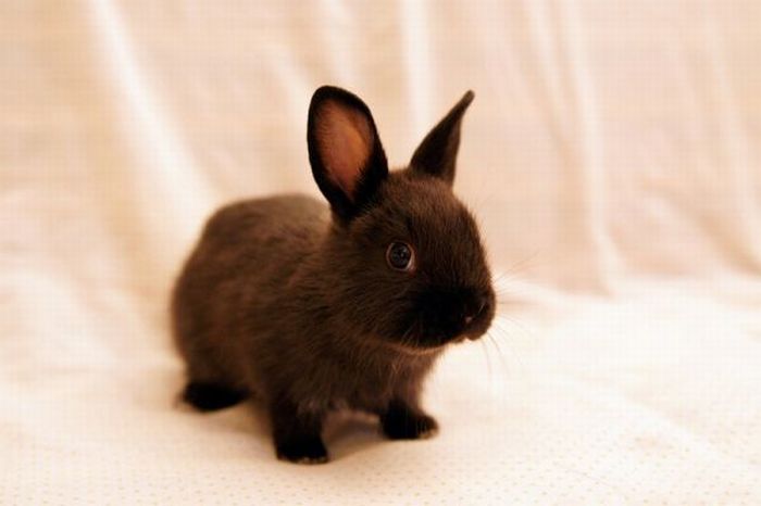 Cute Rabbits (40 pics)