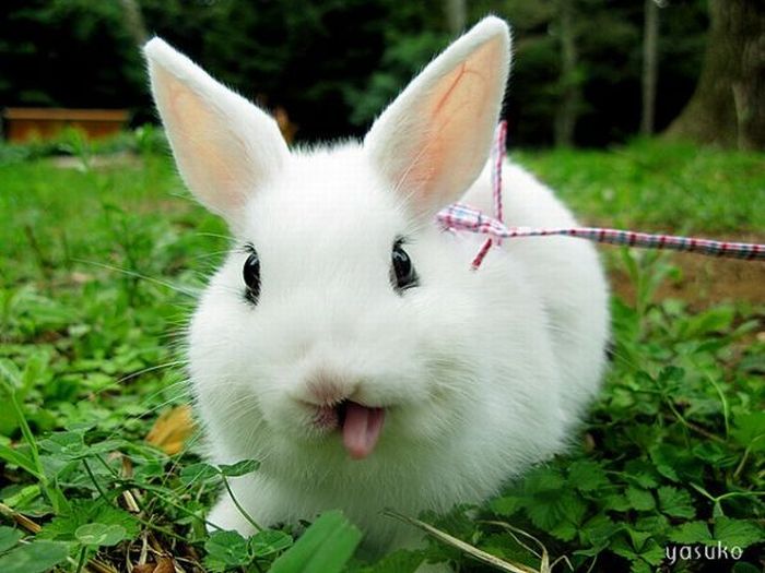 Cute Rabbits (40 pics)