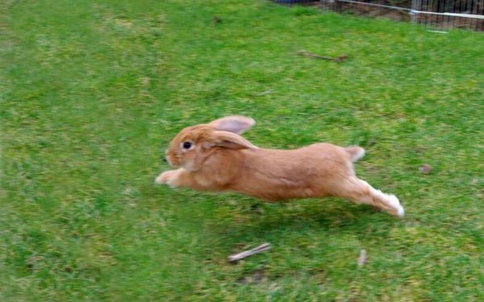 Cute Rabbits (40 pics)