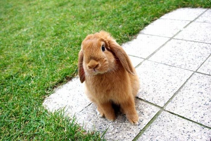 Cute Rabbits (40 pics)