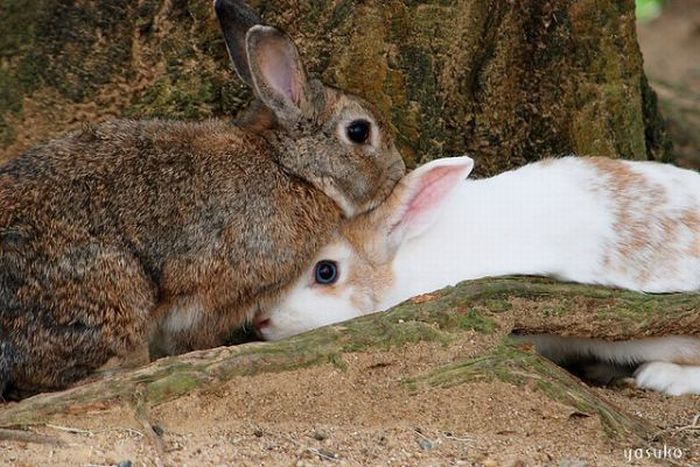 Cute Rabbits (40 pics)