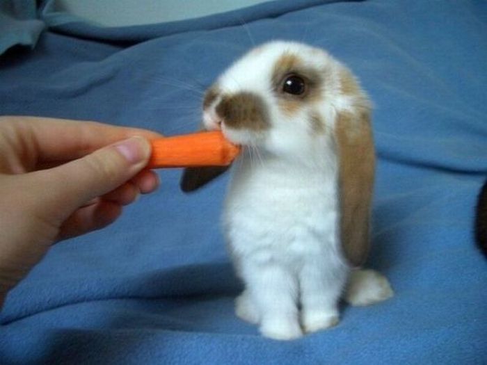 Cute Rabbits (40 pics)