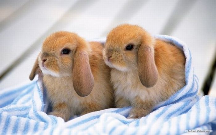 Cute Rabbits (40 pics)