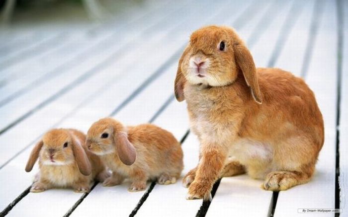 Cute Rabbits (40 pics)