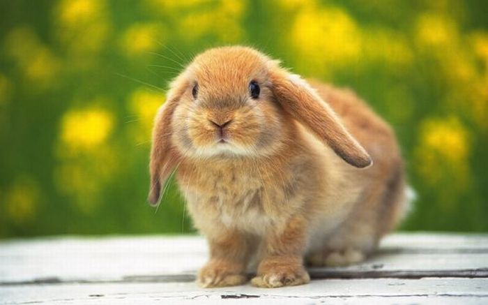Cute Rabbits (40 pics)