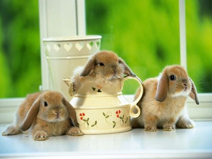 Cute Rabbits (40 pics)