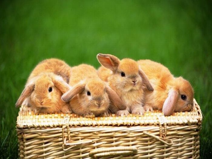 Cute Rabbits (40 pics)