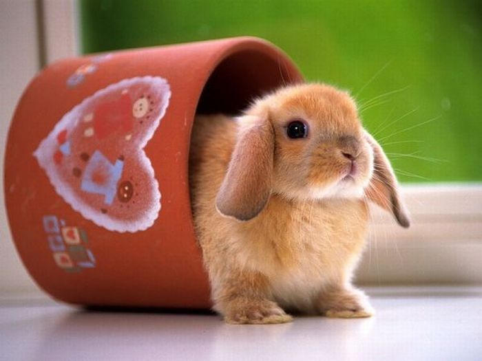 Cute Rabbits (40 pics)