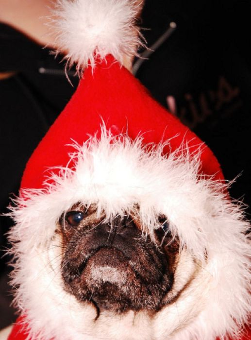 Christmas Pugs (45 pics)