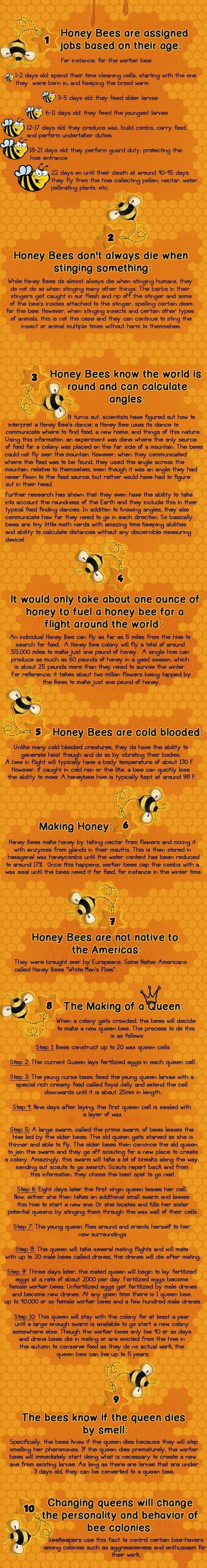 Interesting Facts About Honey Bees (infographic)