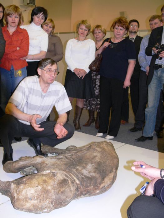 Frozen Baby Mammoth Found in Russia (9 pics)