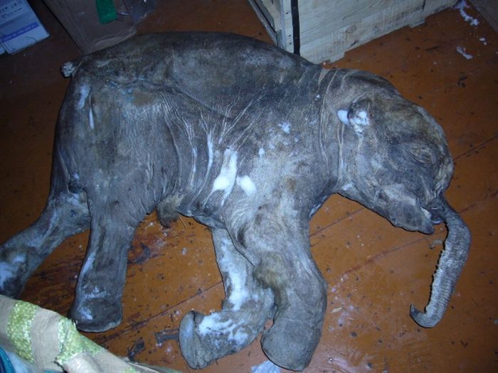 Frozen Baby Mammoth Found in Russia (9 pics)
