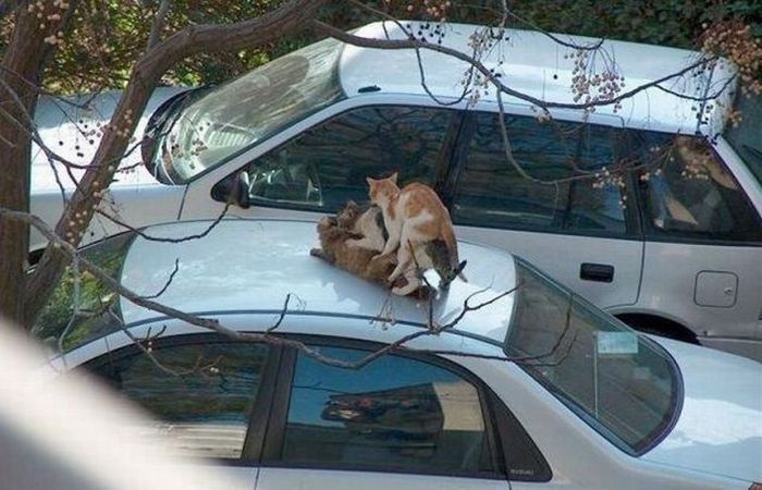 Acid Picdump (99 pics)