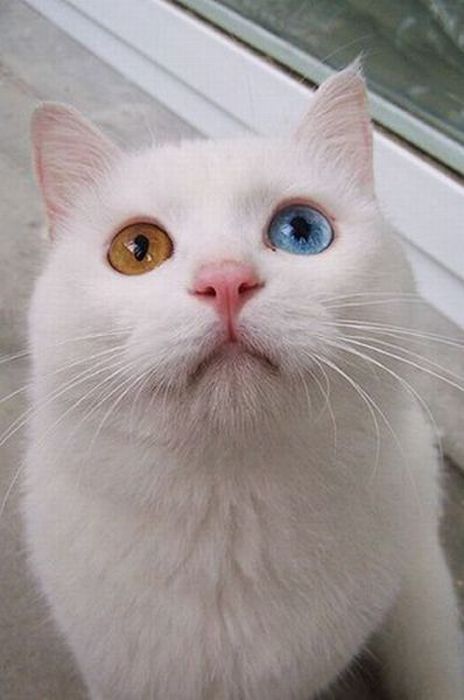 Acid Picdump (99 pics)