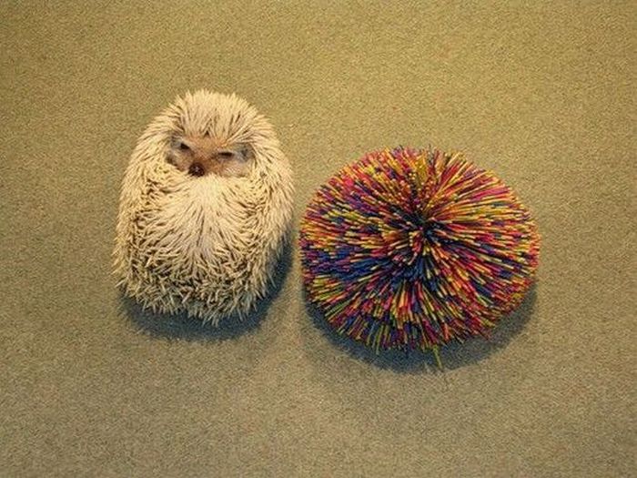 Acid Picdump (99 pics)