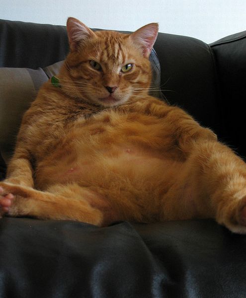 Fat Cats (50 pics)