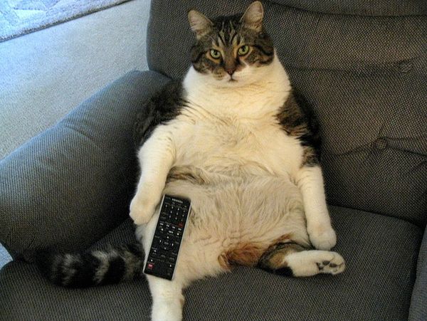 Fat Cats (50 pics)