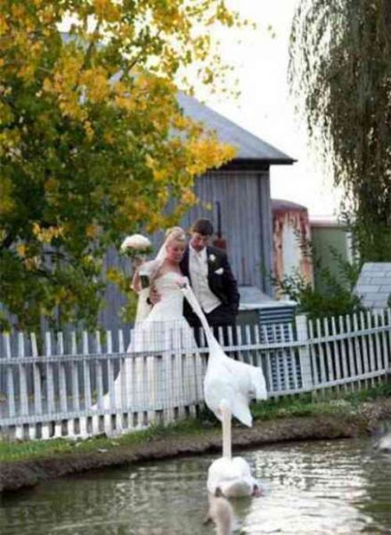 Funny Wedding Photos (31 pics)