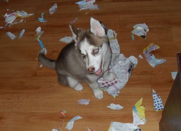 Troubles with Husky (140 pics)