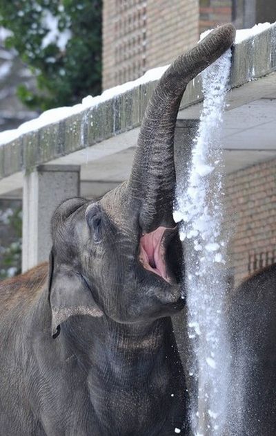 Elephants Playing in Snow at the Berlin Zoo (14 pics)