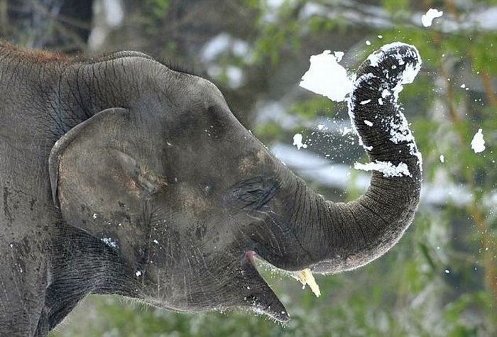 Elephants Playing in Snow at the Berlin Zoo (14 pics)