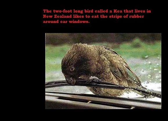 Interesting Facts (24 pics)