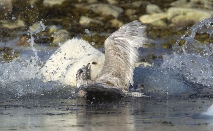 Bear vs Seagull (9 pics)