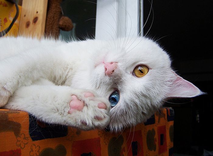 Cat with Two Different Color Eyes (7 pics)
