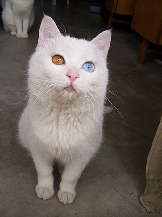 Cat with Two Different Color Eyes (7 pics)