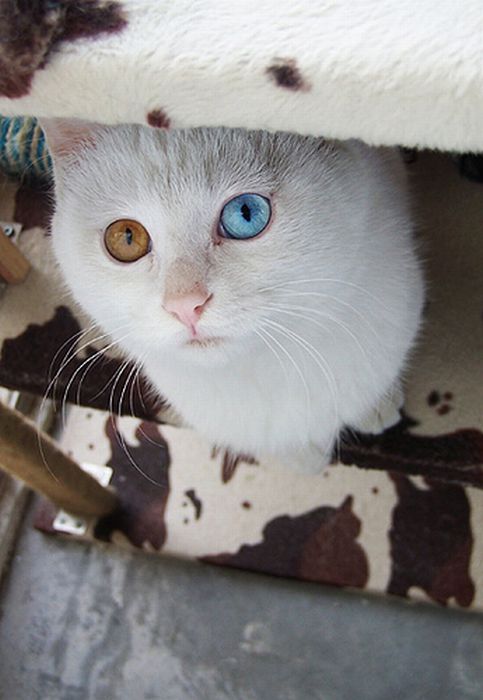 Cat with Two Different Color Eyes (7 pics)