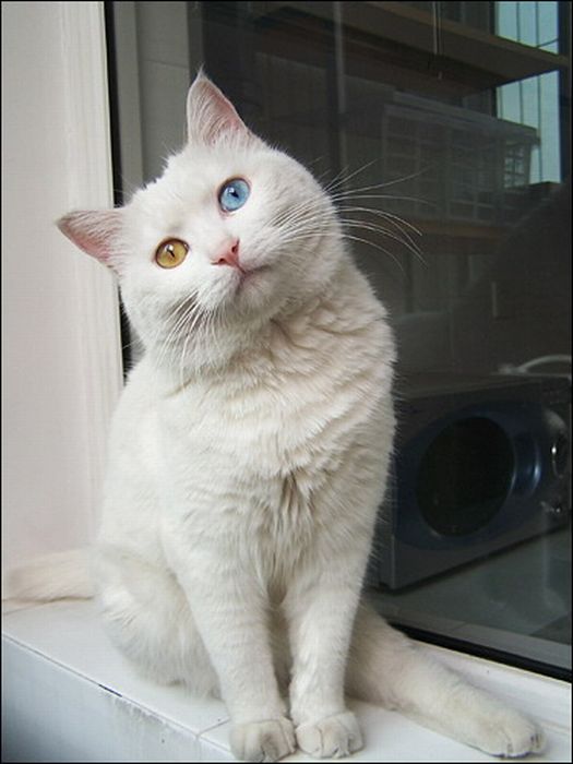 Cat with Two Different Color Eyes (7 pics)