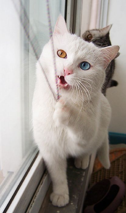 Cat with Two Different Color Eyes (7 pics)